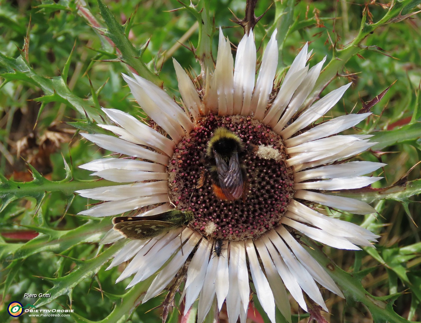 73 Carlina acaulis (Carlina bianca) con ospiti.JPG